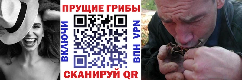 Галлюциногенные грибы Psilocybine cubensis как найти blacksprut Иваново